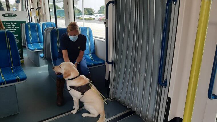 A guide dog training on a tram