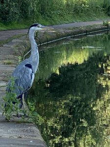 A heron seen on the way to Beeston Lock