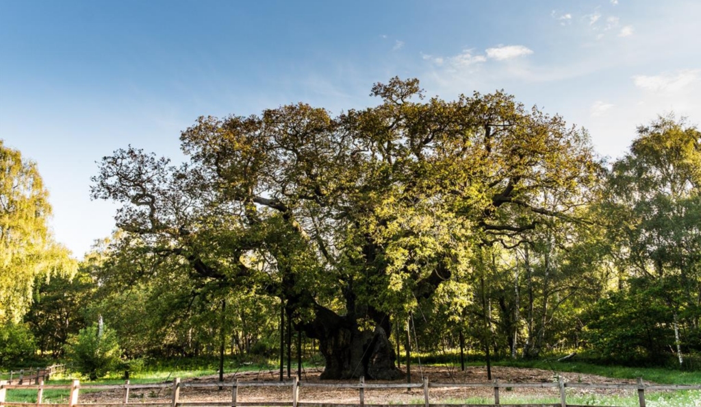 The Major Oak in Sherwood Forest