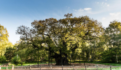 The Major Oak in Sherwood Forest